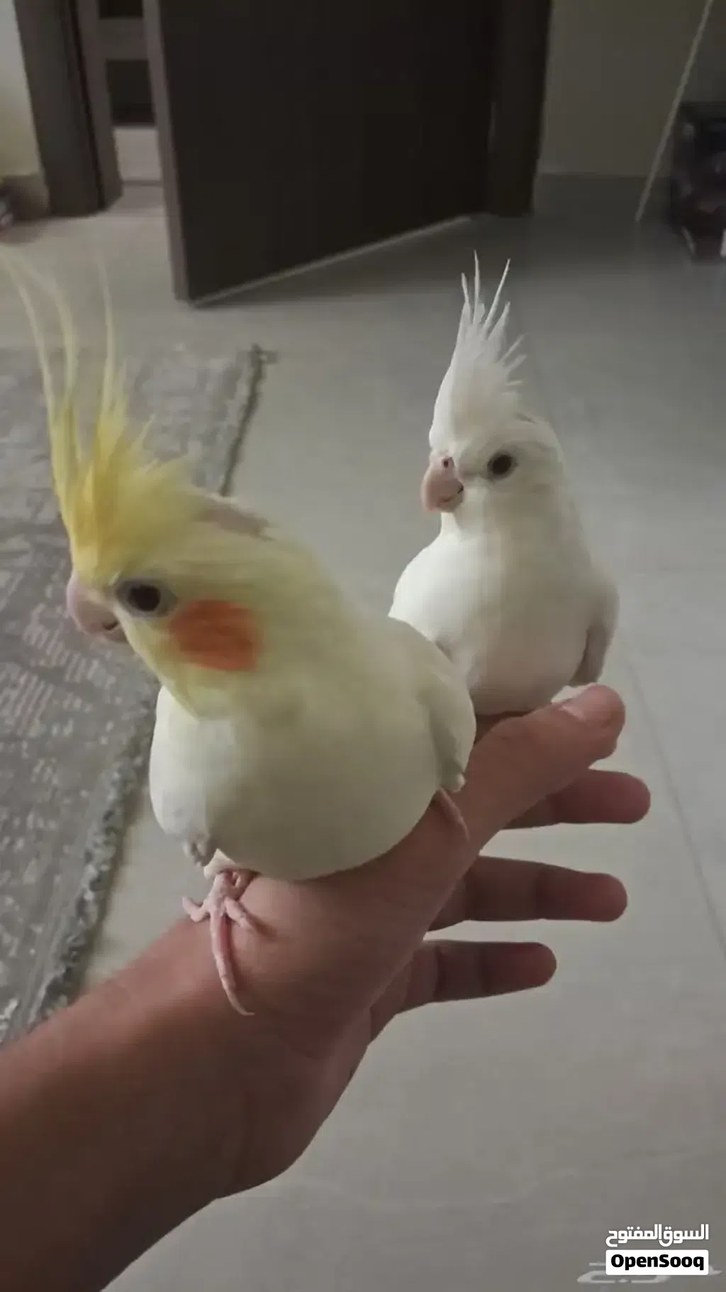 cockateil parrot pair
