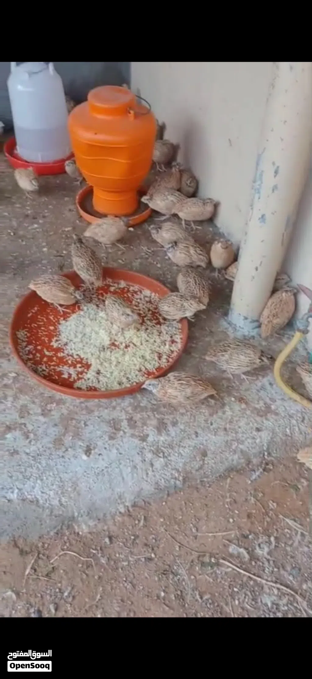 فري إيطالي سوبر جامبو