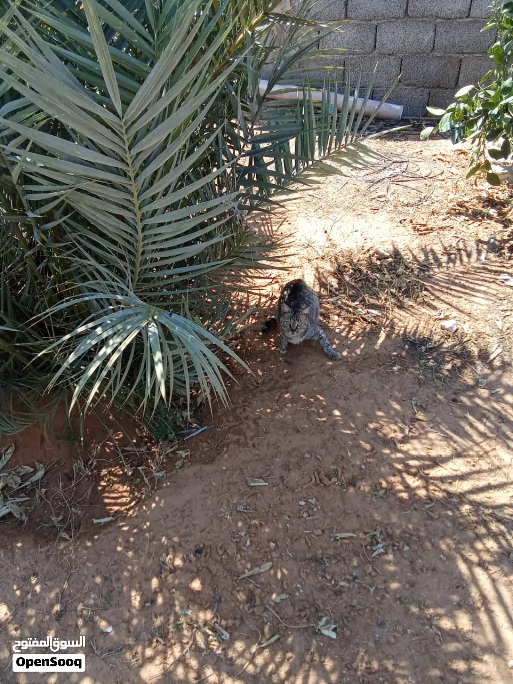 استراحه للايجار