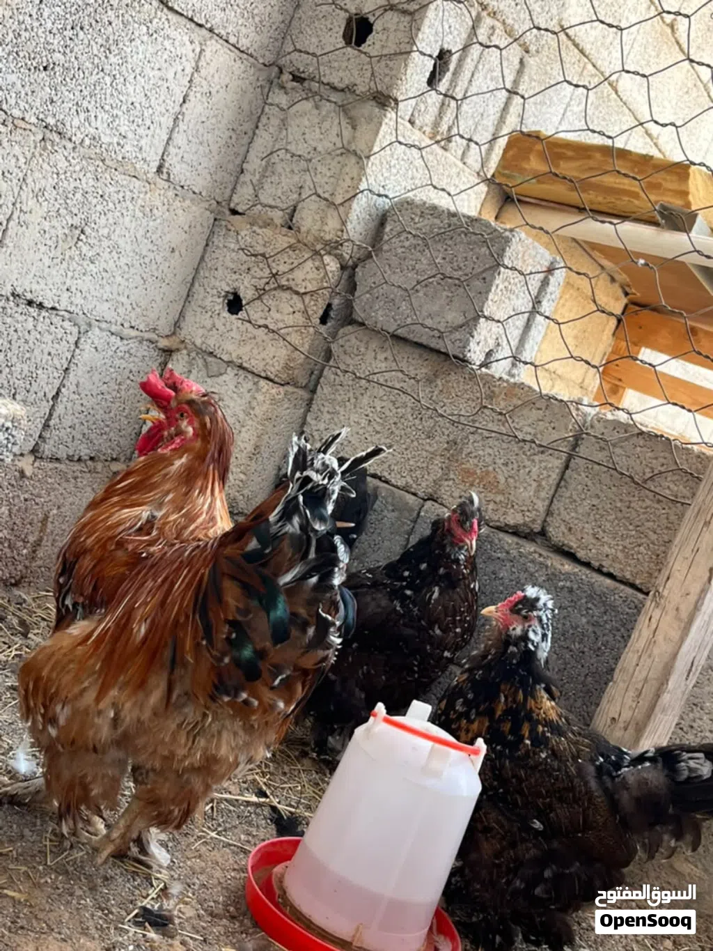 الله يبارك للبيع او التبديل بعصافير