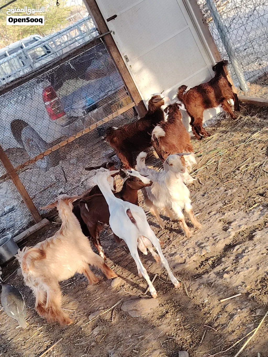 سخلات وجدايا