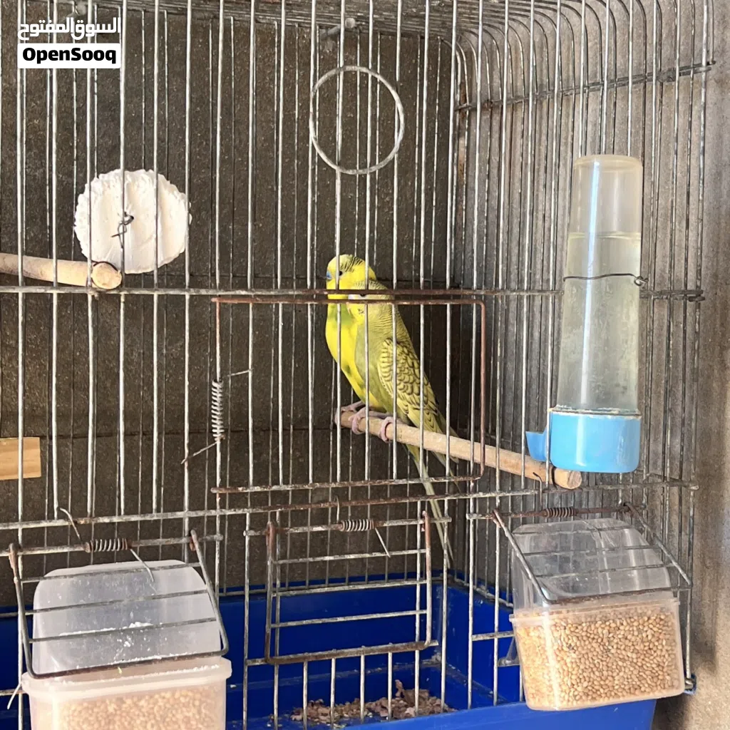 متوفر زوز كوبيات بقلينو