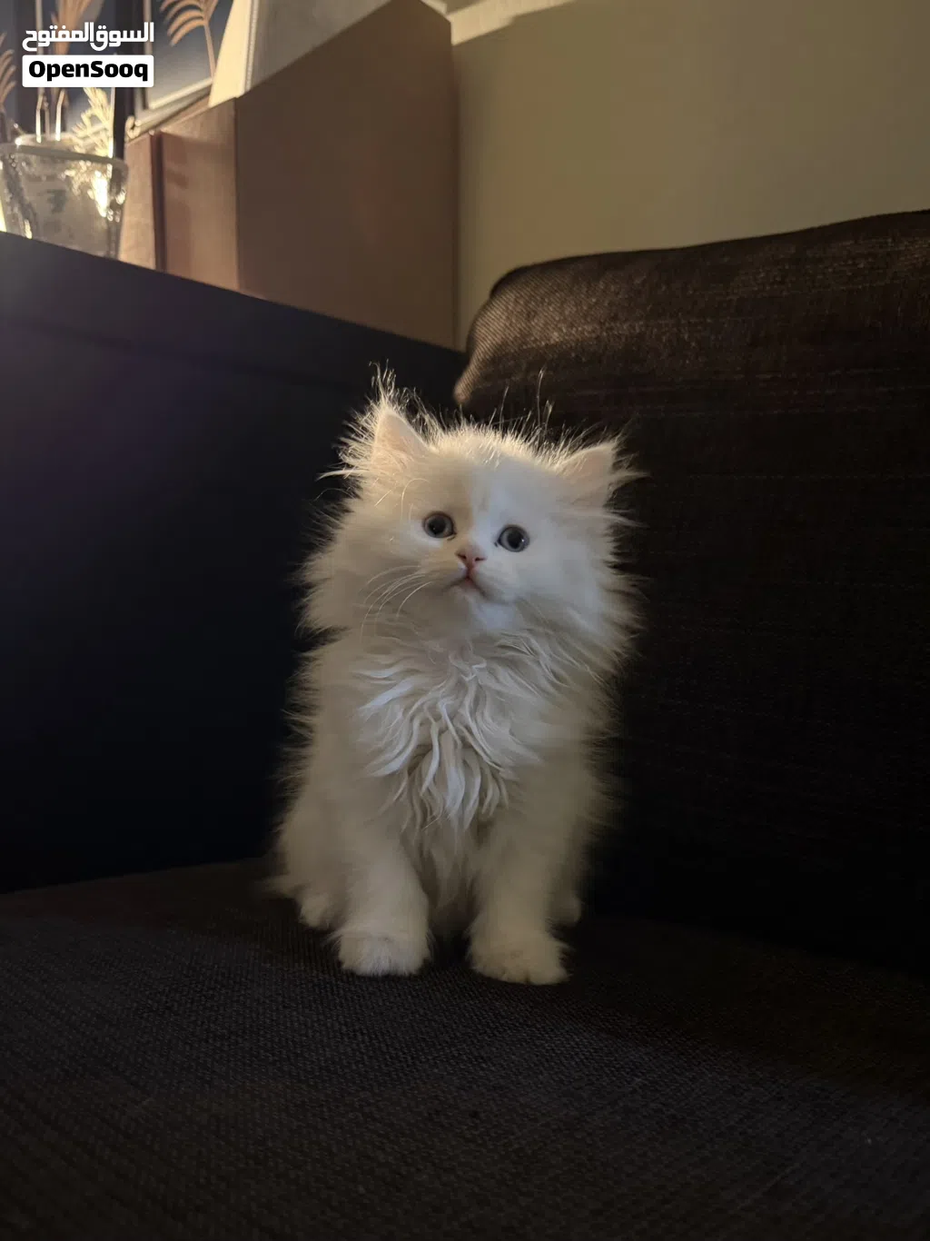 Shiriazy Kittens