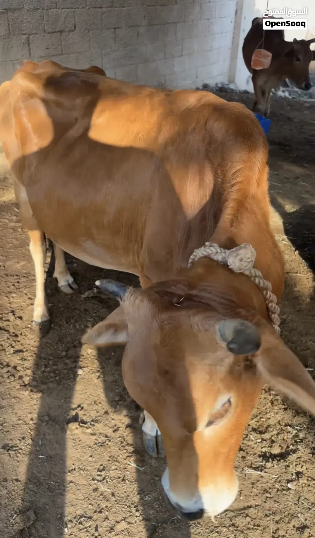 ابقار عمانية