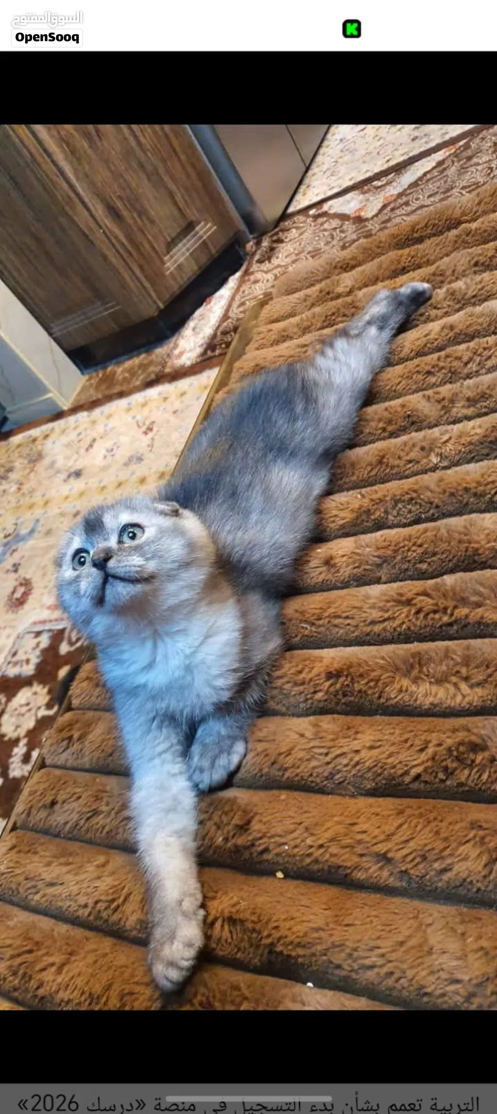 قطط سكتش دبل فولد