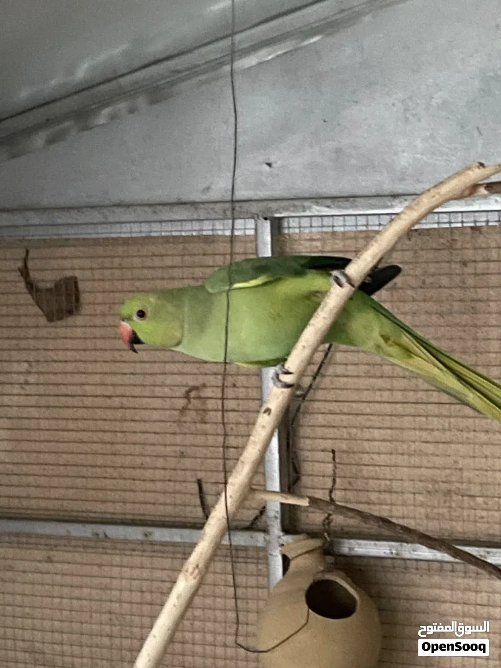 بغبغاء دره انثي
