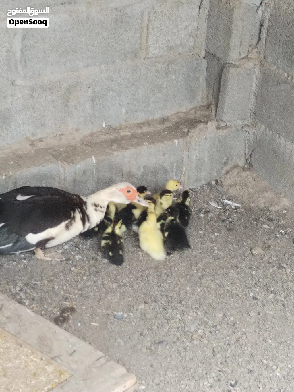 بط للبيع اناث 2 وذكر واحد. +صغار العدد 10