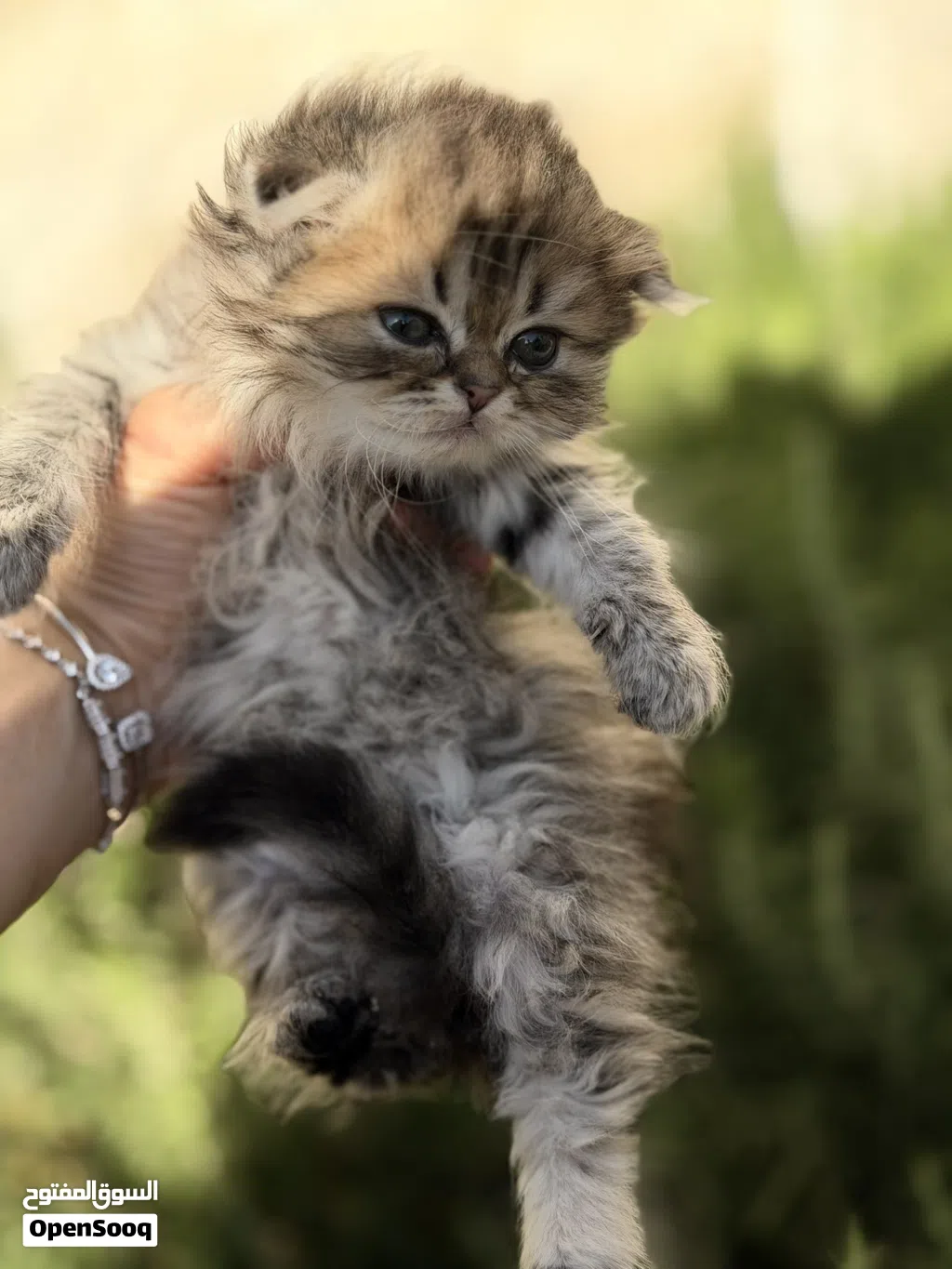 قطط سكوتش فولد وستريت