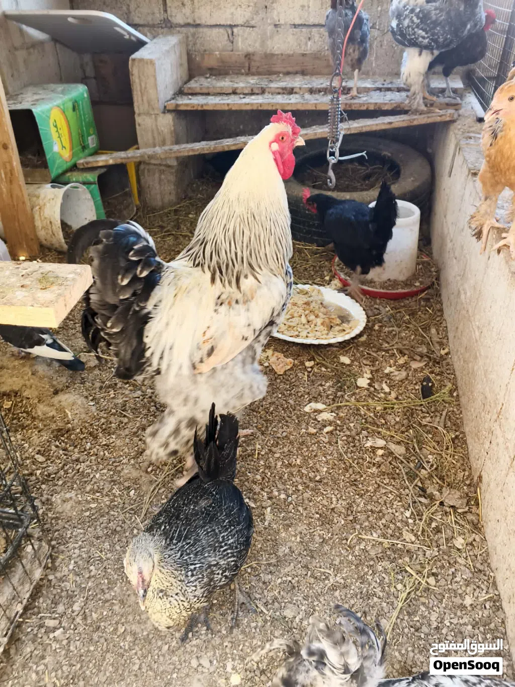 دجاج بلدي للبيع