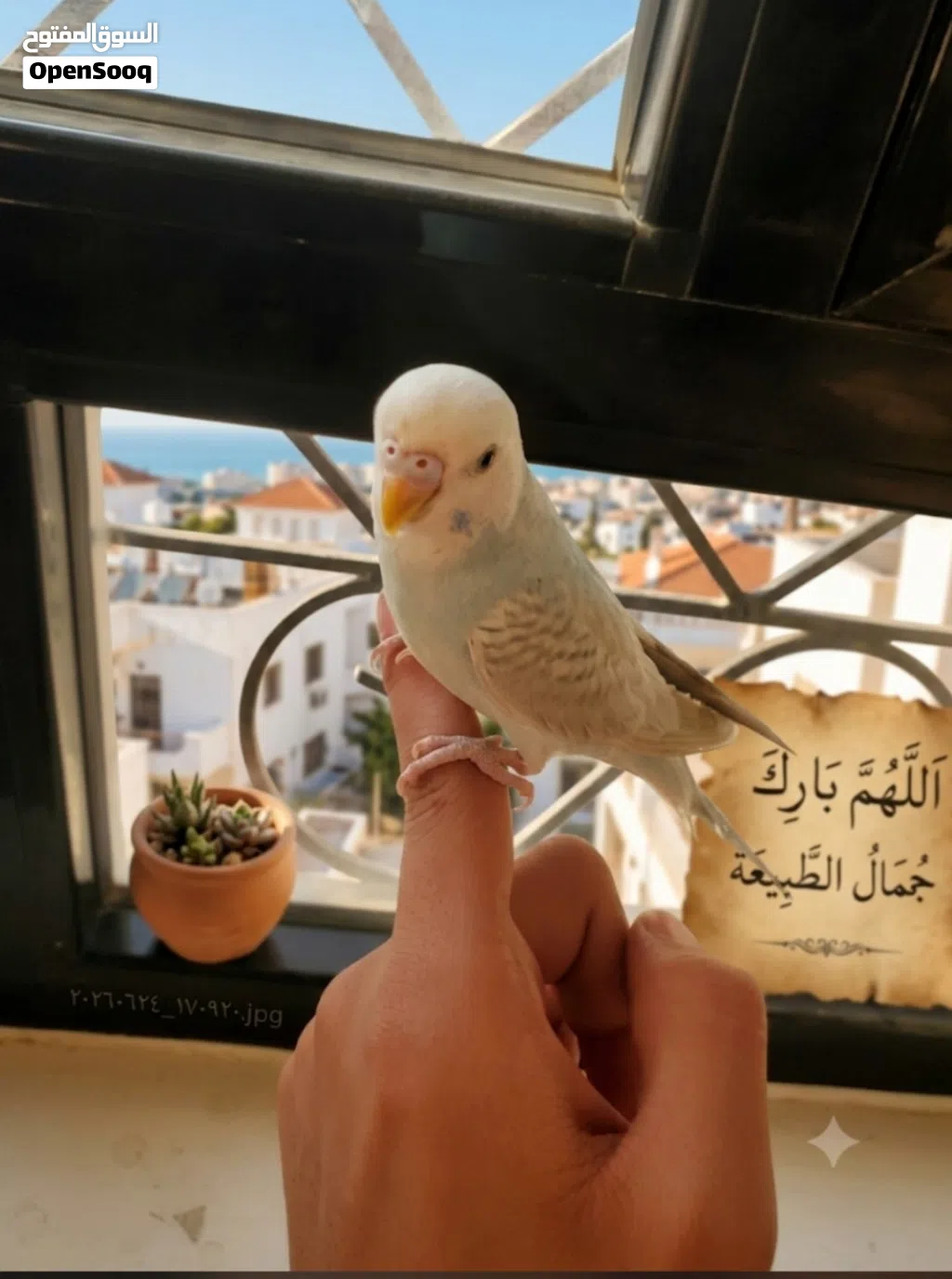 طيور بادجي اليف جدا