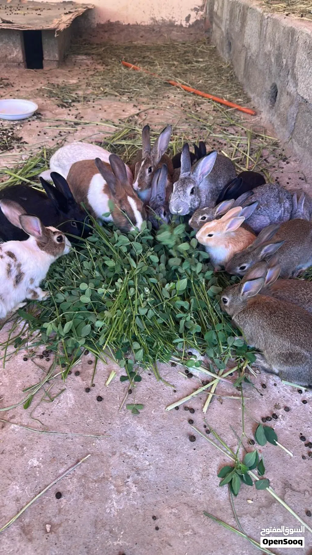 أرانب عمانيه وبط مصري المكسوفي