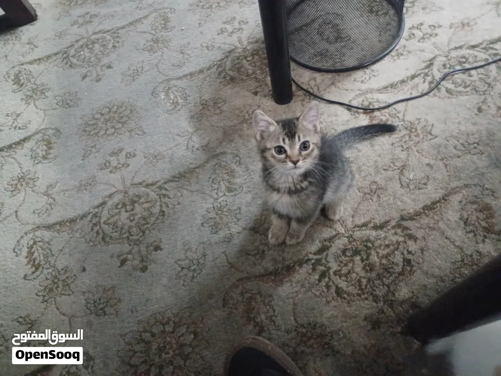 قط روسي مع سكوتش للتبني