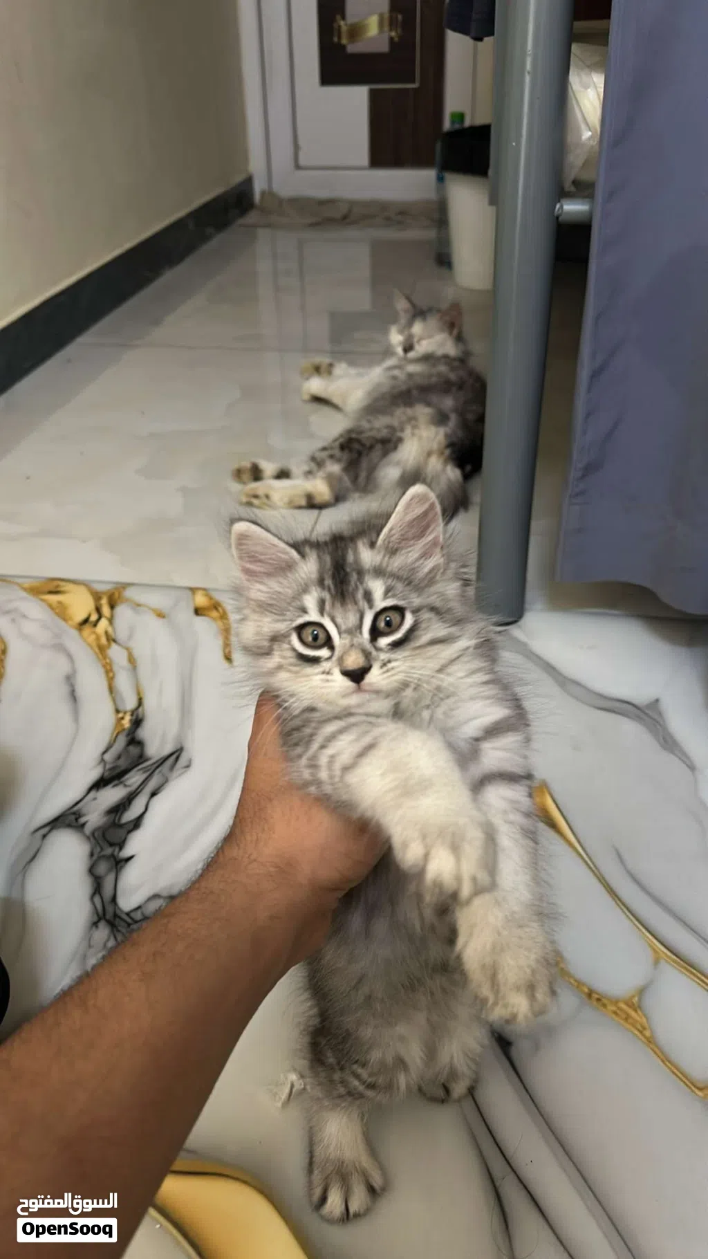 قط شيرازي للبيع