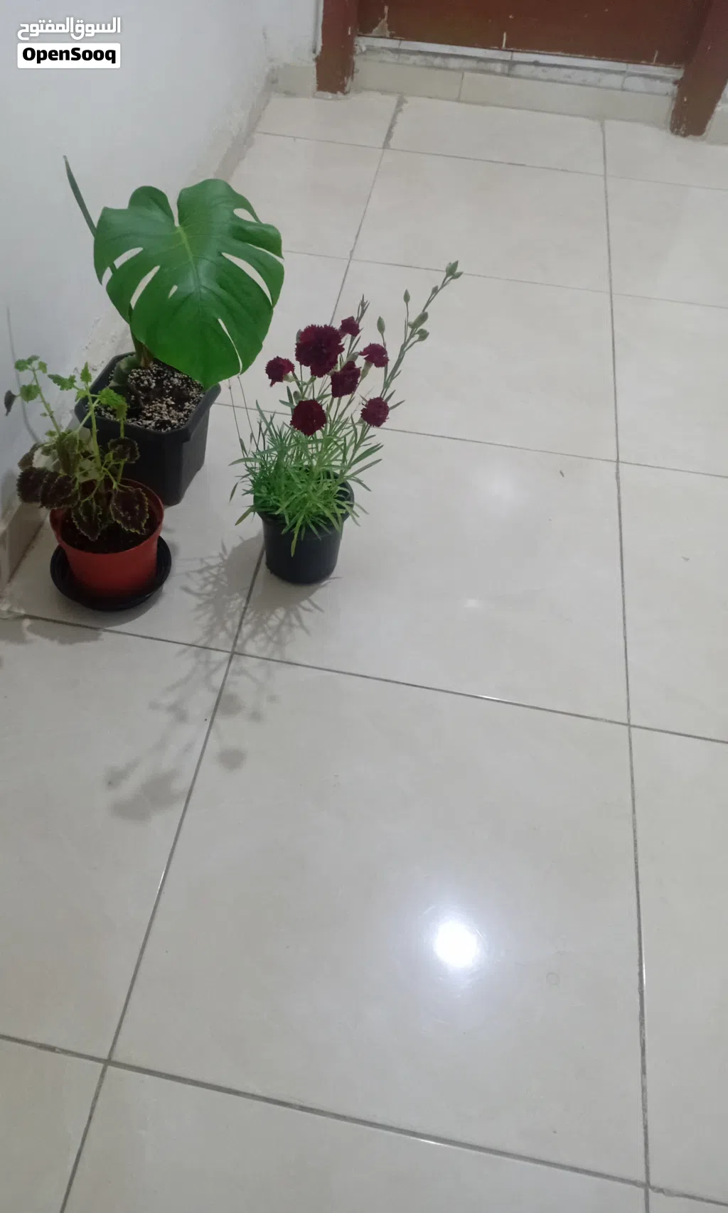 شقه مفروشه للايجار في ماركا الجنوبيه