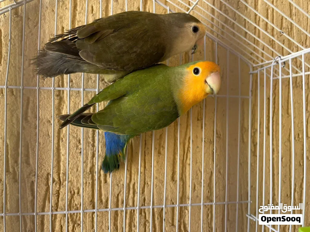 كوبيه للبيع كوبيه ربي يبارك