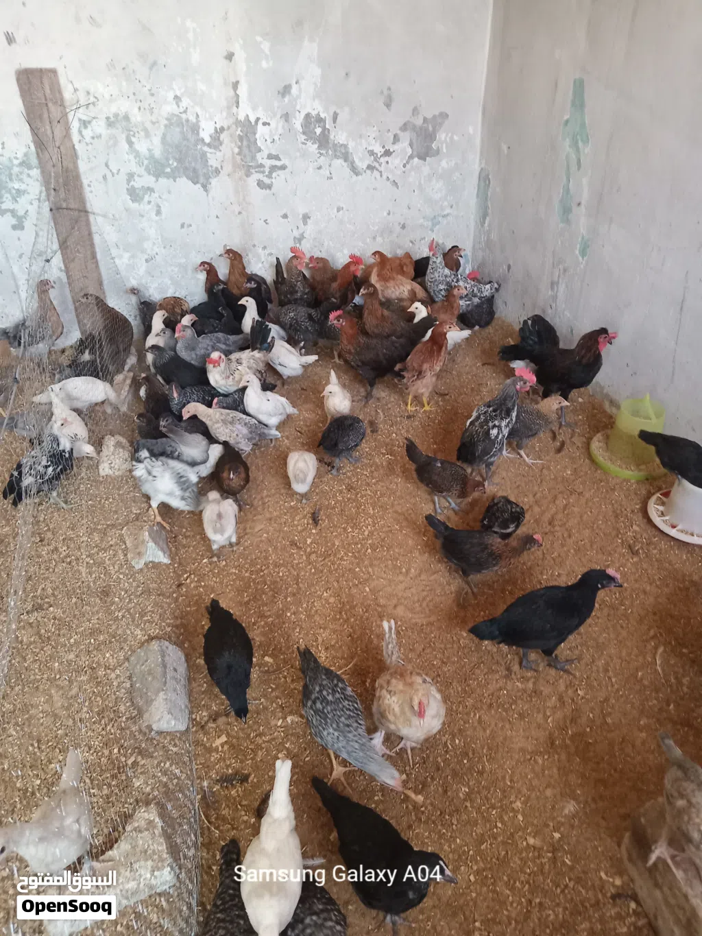 دجاج بلدي للبيع