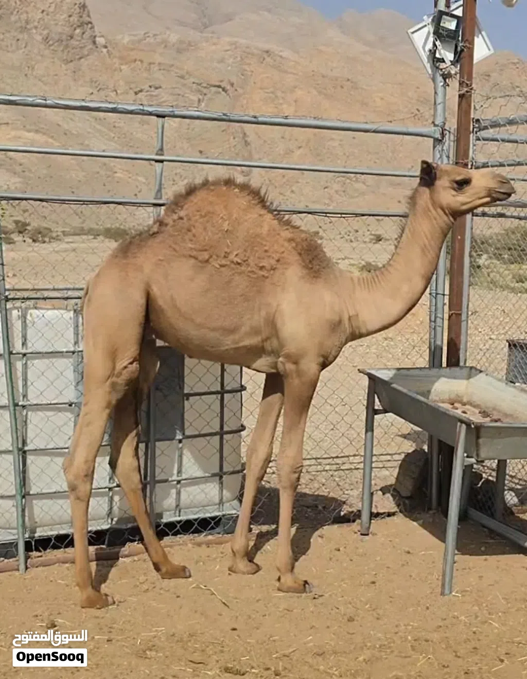 للبيع قعود من سلاله طيبه