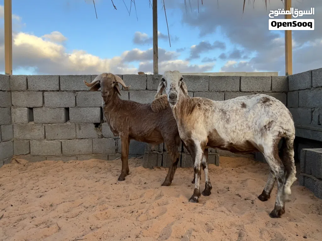 نعجه معاها حولي الله يبارك
