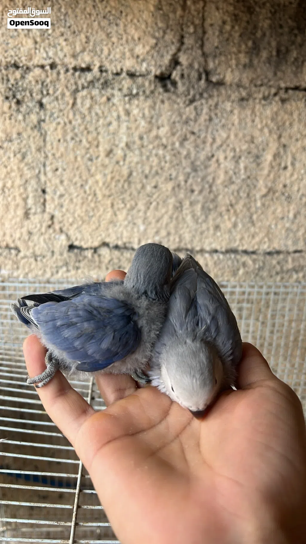 فروخ روز للبيع