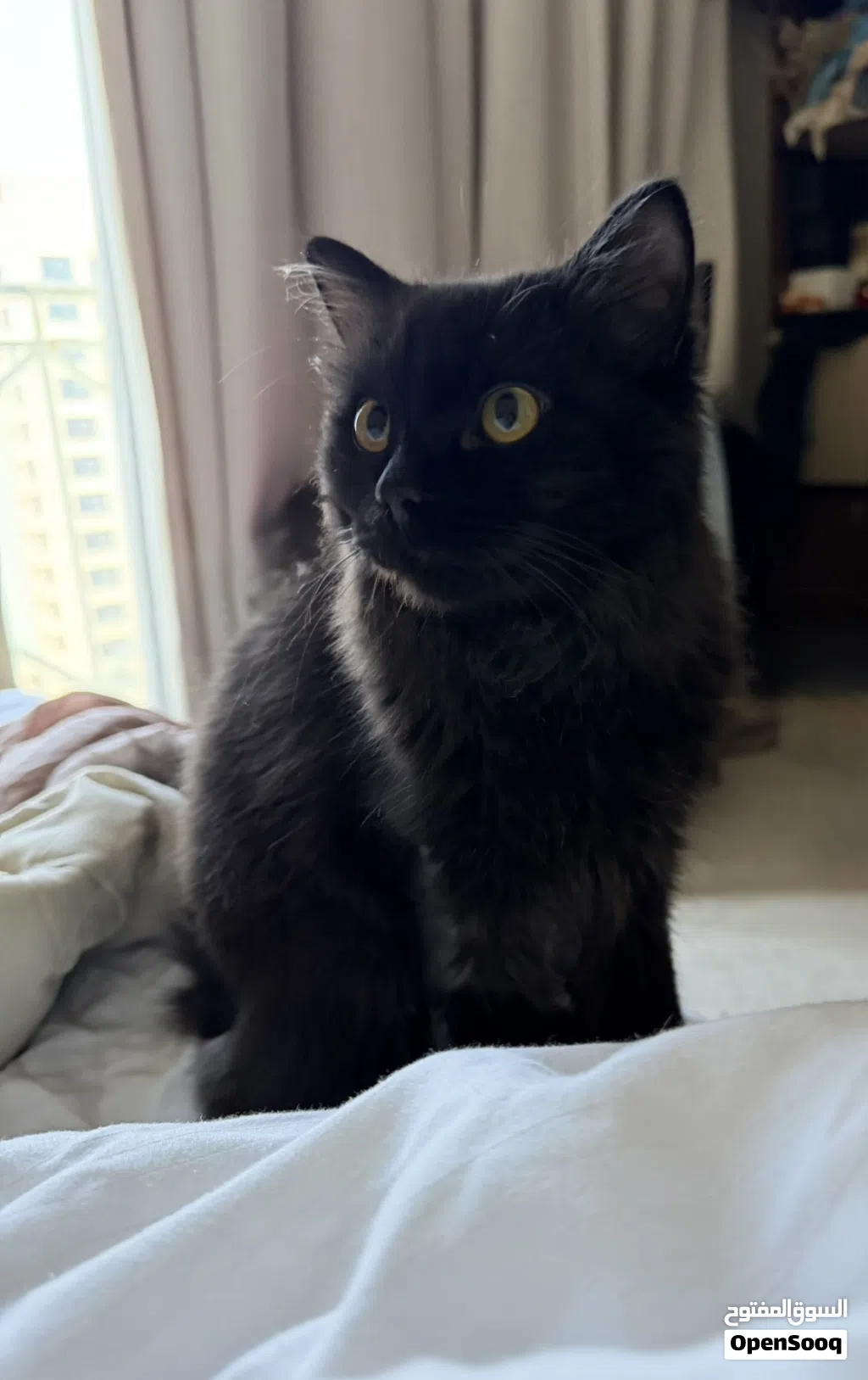 Long hair Chocolate Brown Male cat