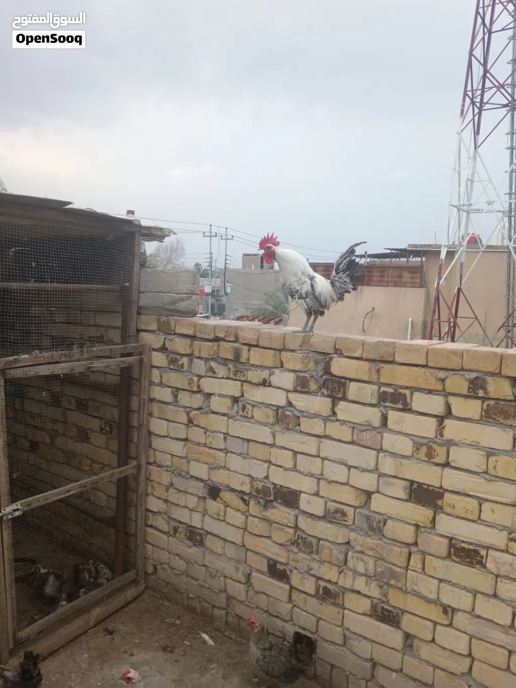 ديك ودجاحات2 بياضات