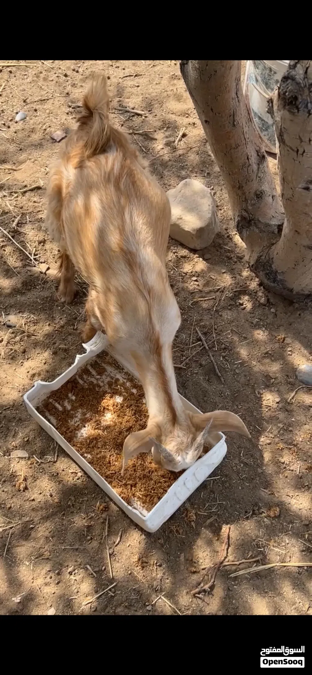 للبيع تيس ...