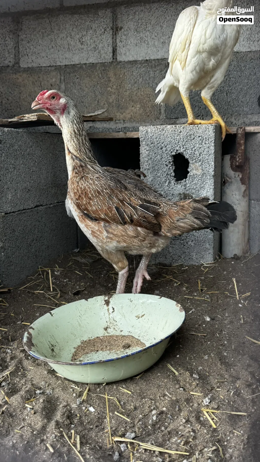 طيره بكستانيه