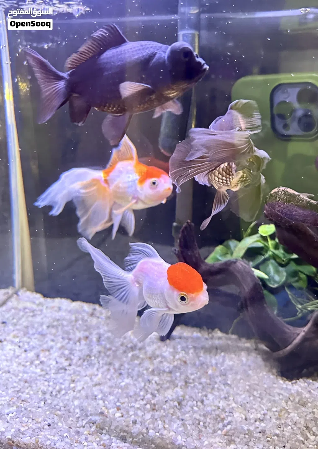 Oranda fish