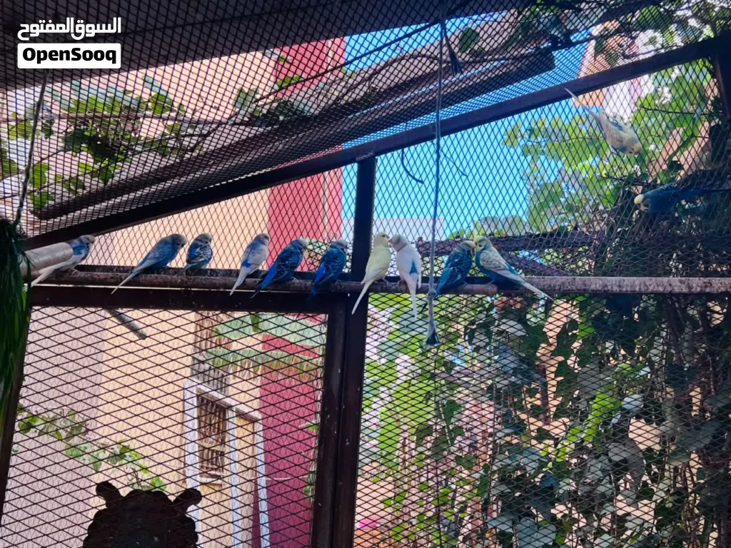السلام عليكم اقرا الوصف