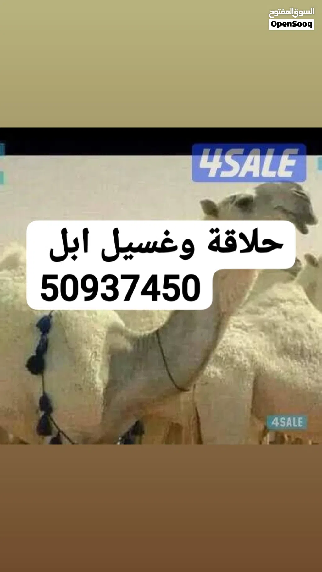 حلاقة وغسيل ابل كل مناطق