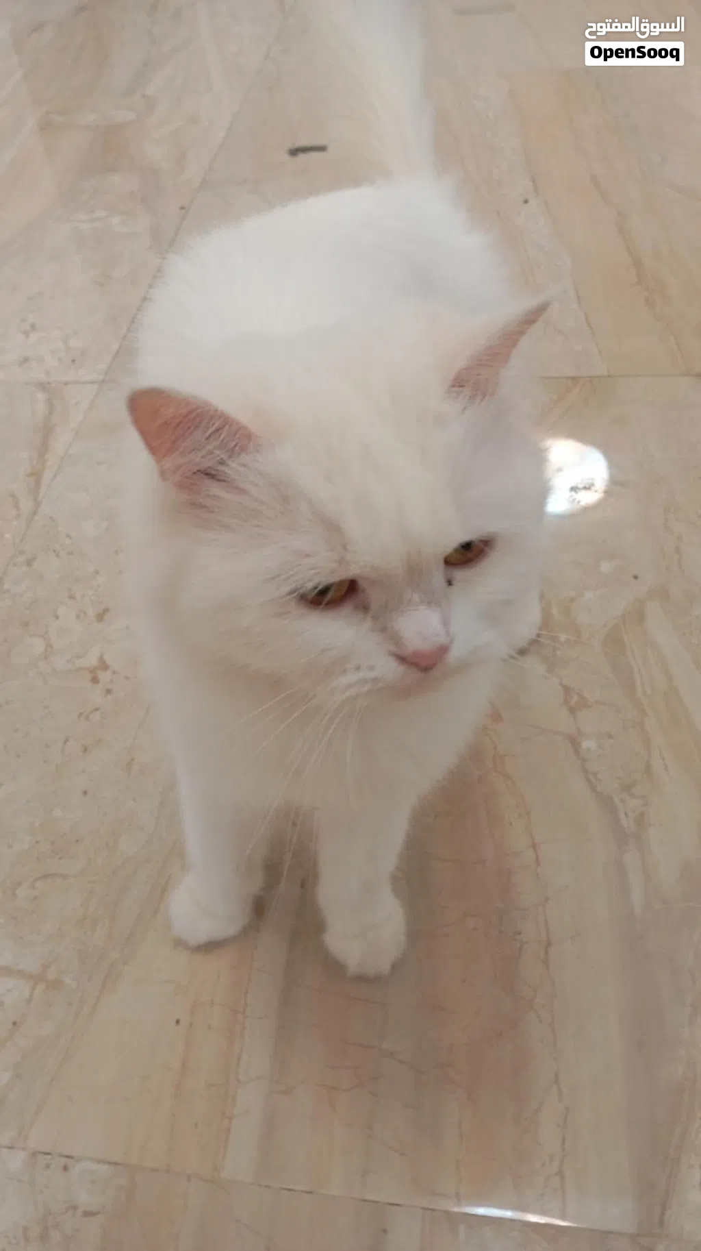 سنوره شيرازيه مع ثلاثه بناتها