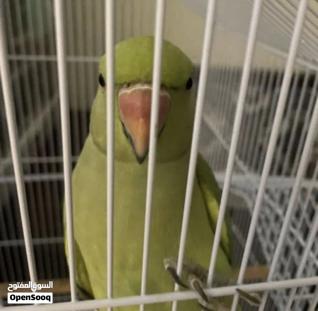 متوه بصحه جيده او مافيه اي مشاكل تقدر تطير و معاها قفصها او اكلها