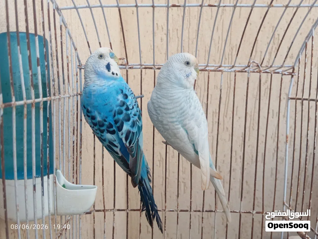 جوز بقلينو ساخن على تدحاي