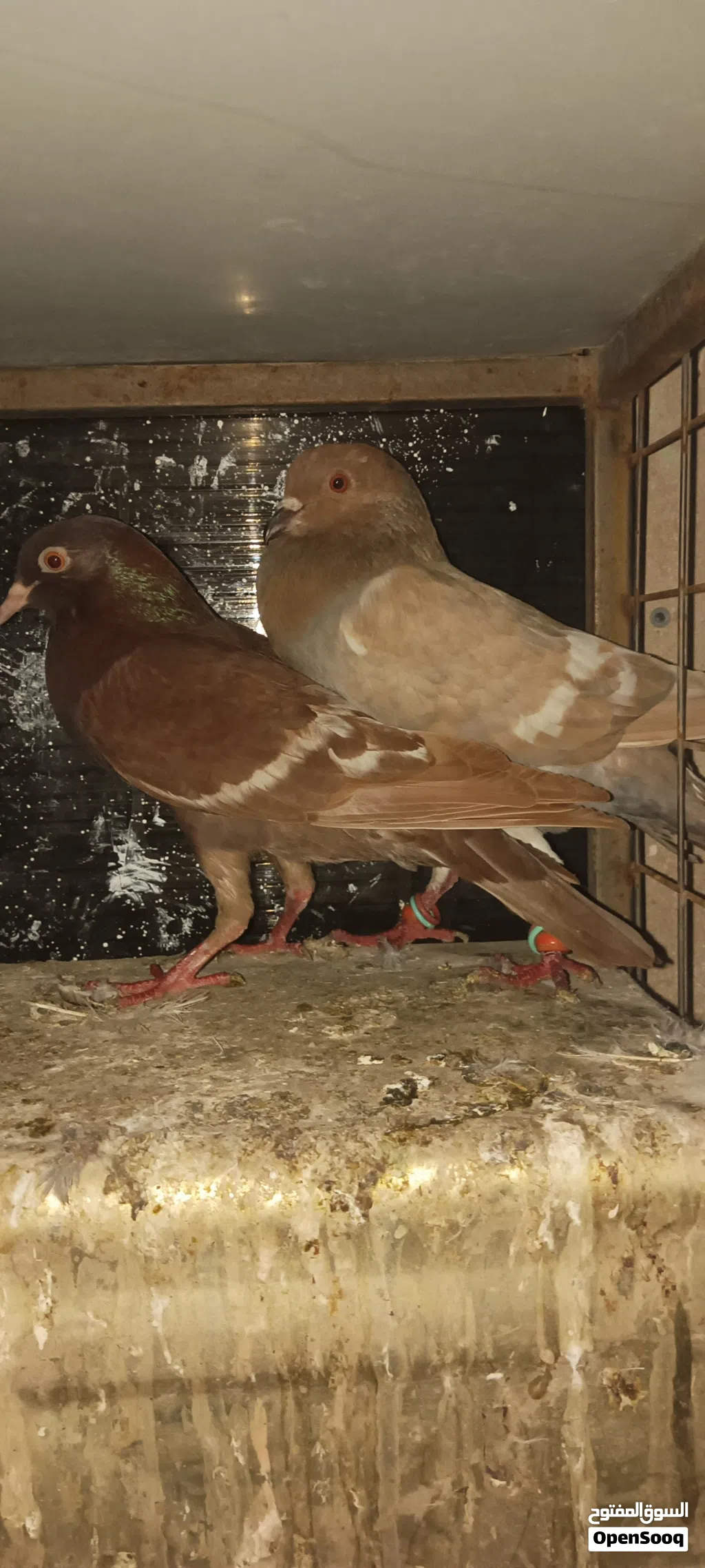 ثلاث جواز نخب للبيع