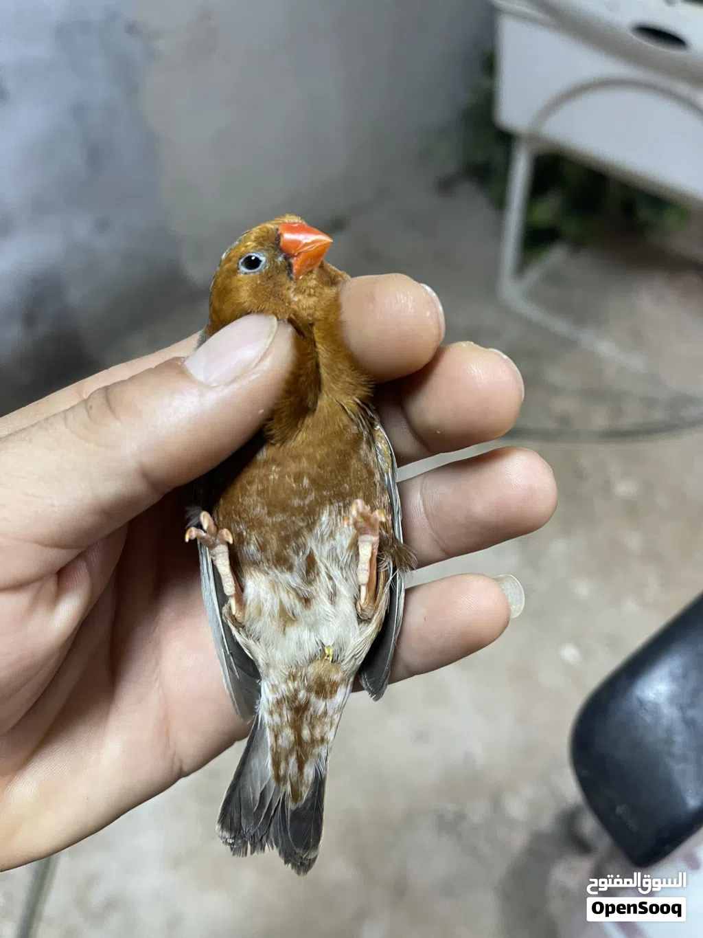 زوج فول اورنج اقره الوصف
