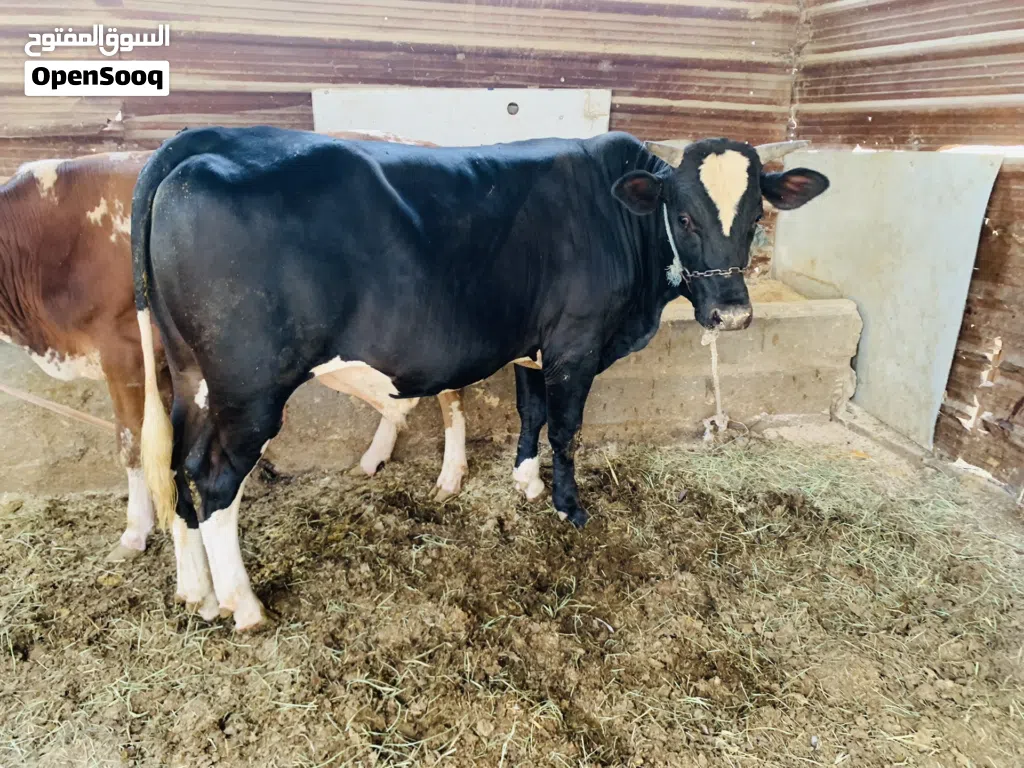 عجل سمين وخشن وحلو معلوف براسه طحين مال بيت