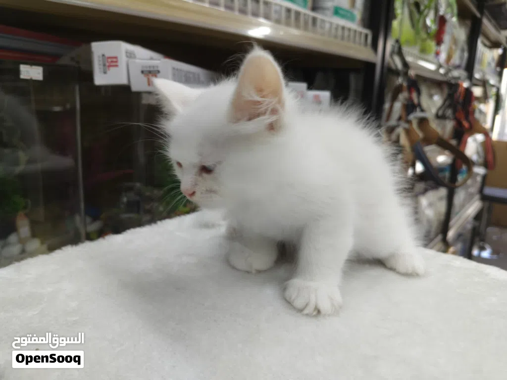 kitten person