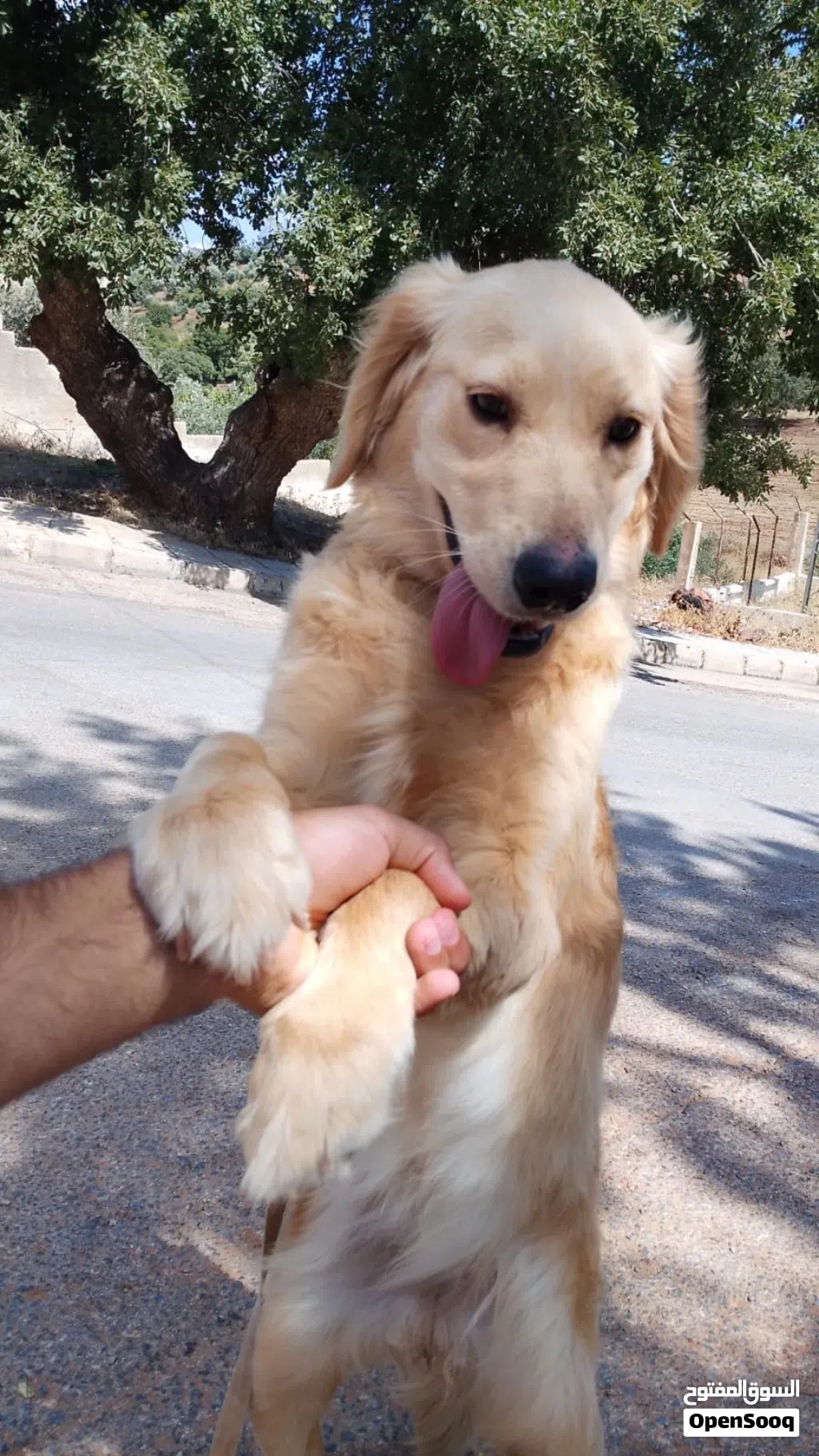 كلب جولدن انثى العمر سنه وكم شهر