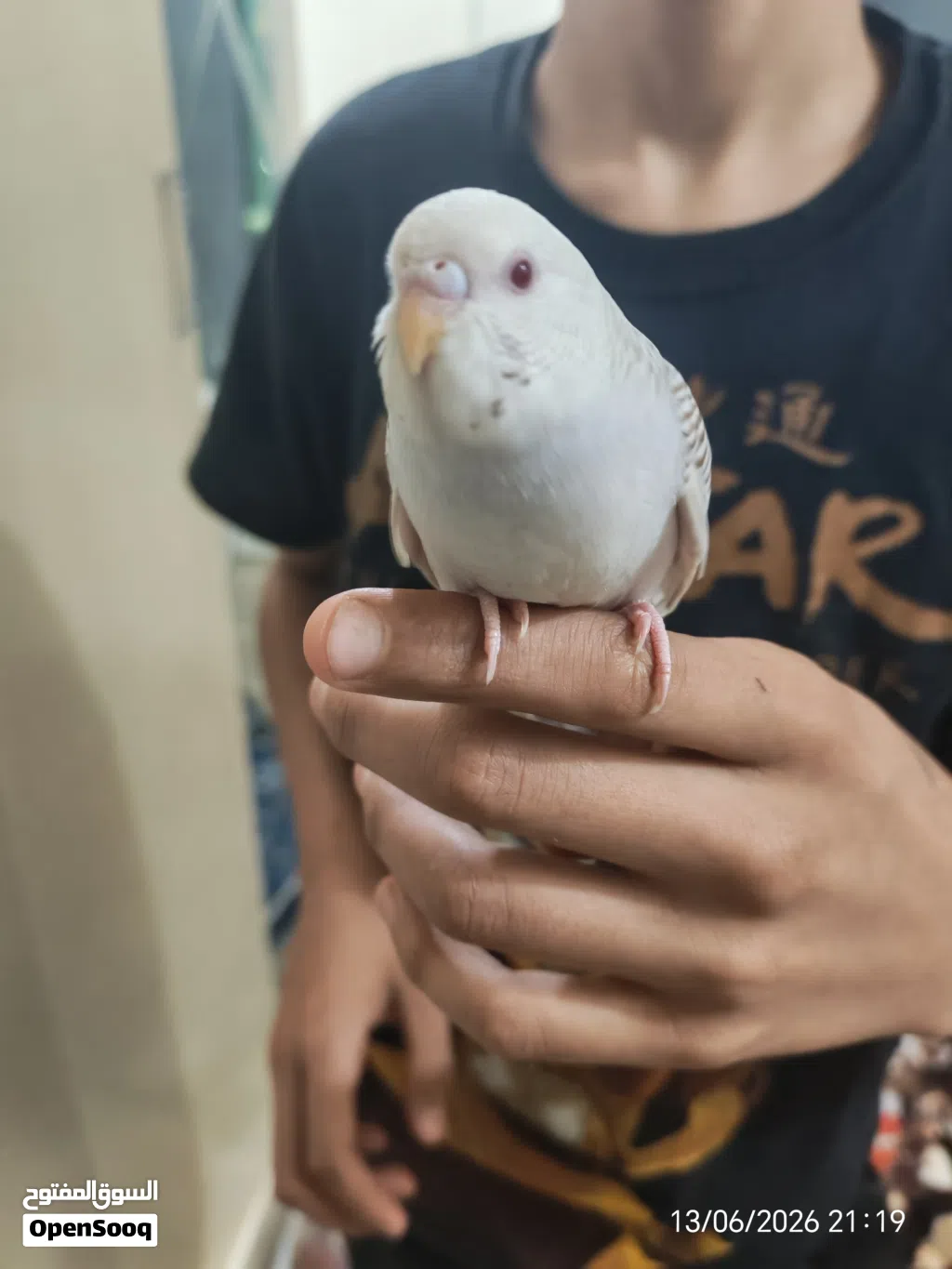بادجي البينو عيون حمر مروض ب3 قاطع عس الوصف مهم