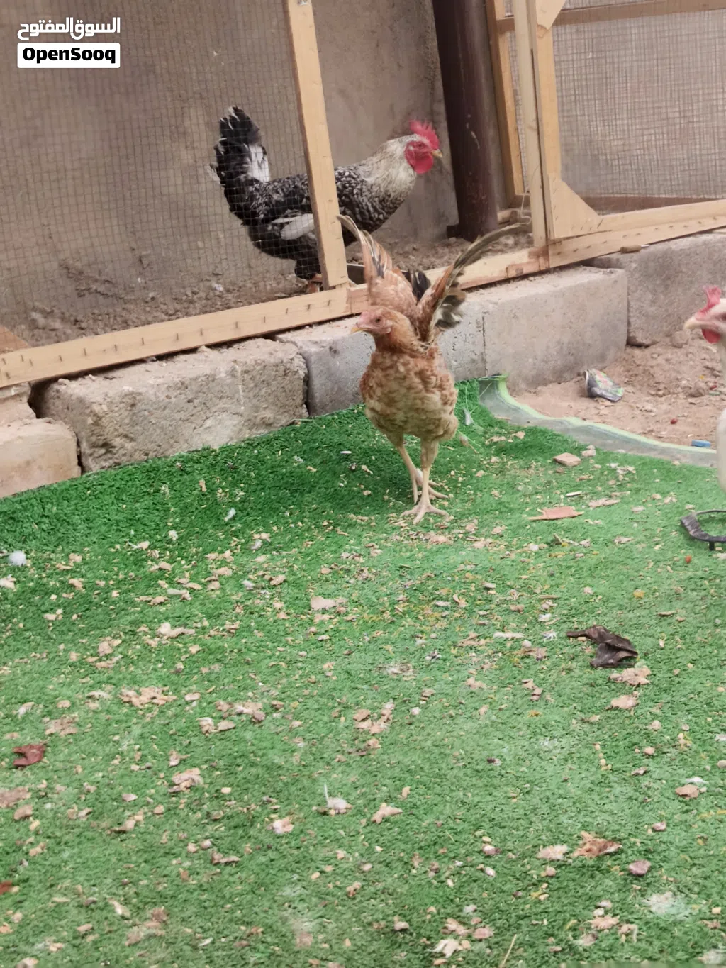 دجاج عرب كلش حلوت صحه خير