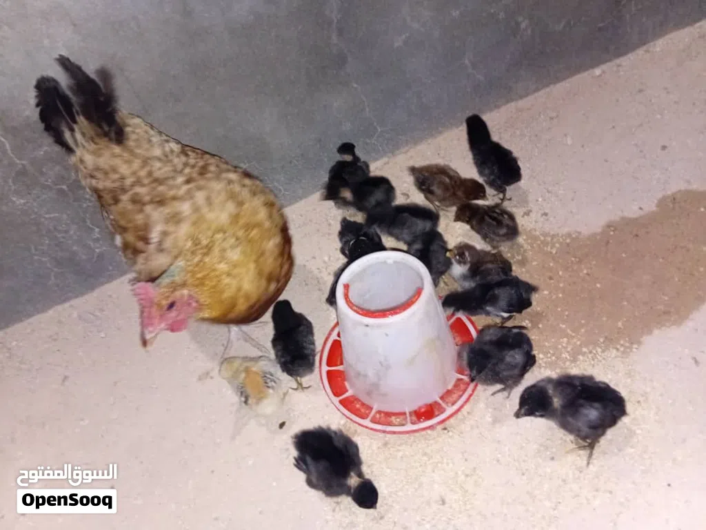 دجاجه عربيه تبارك الله تحتها 16 شوشاو