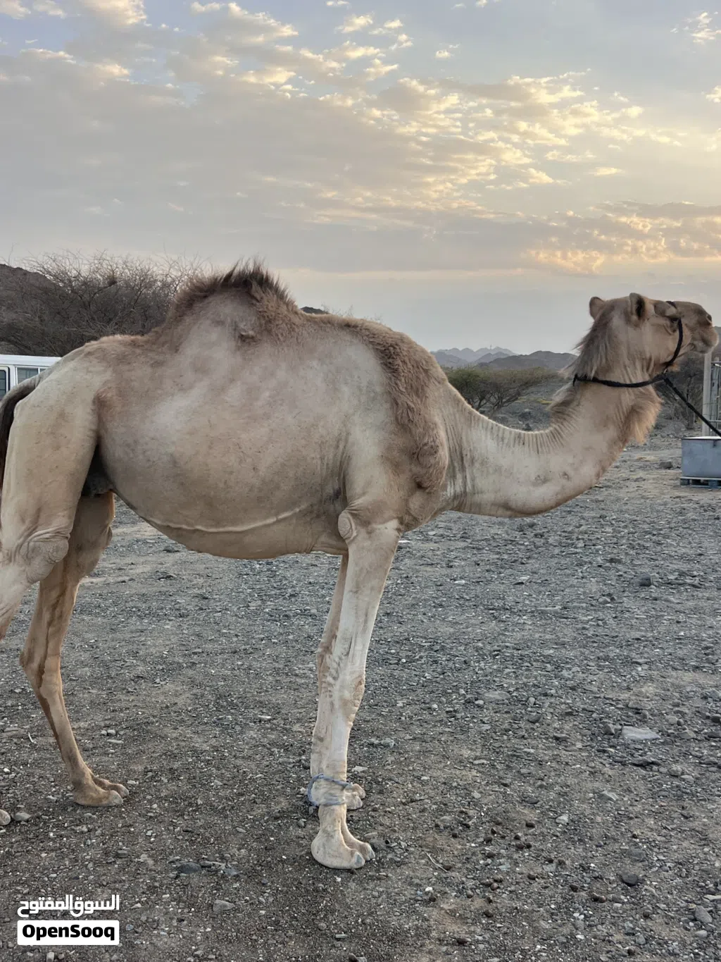 ناقه مدني وسلاله طيبه