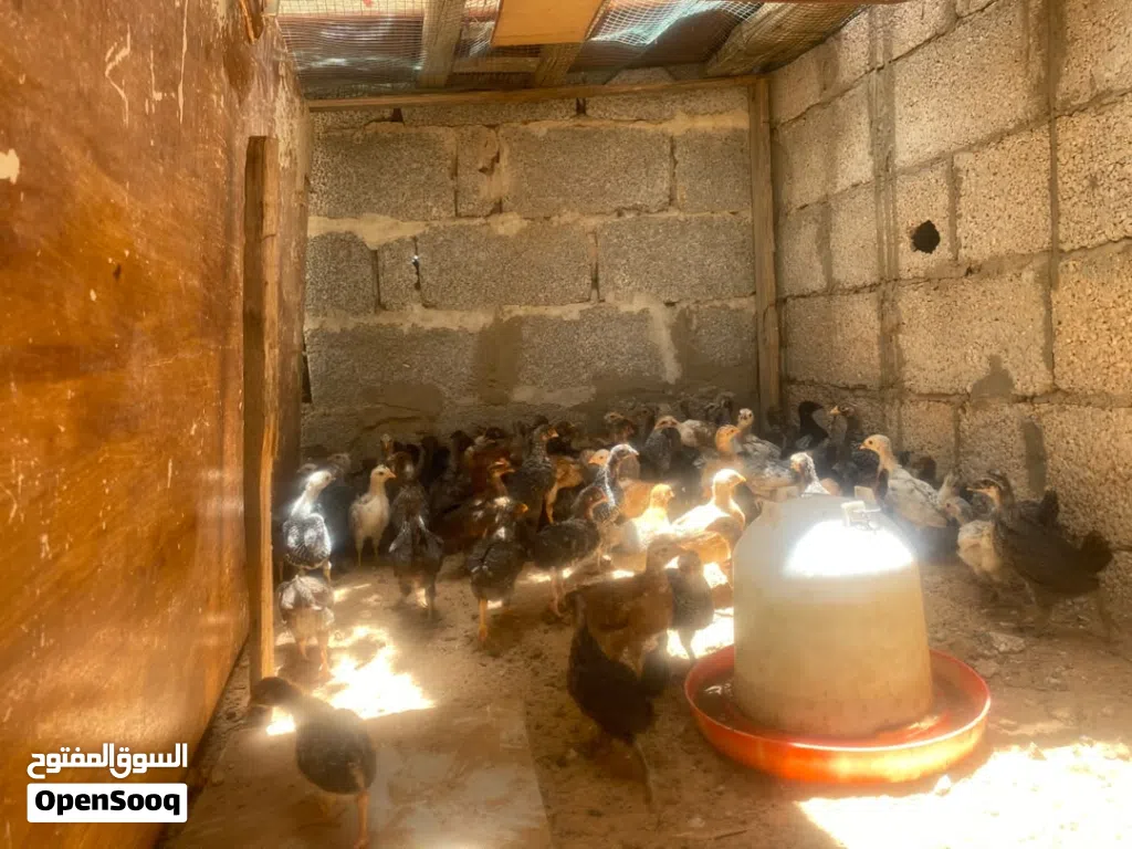 المكان ورشفانه الزاهراء 8جمله بطرف 9