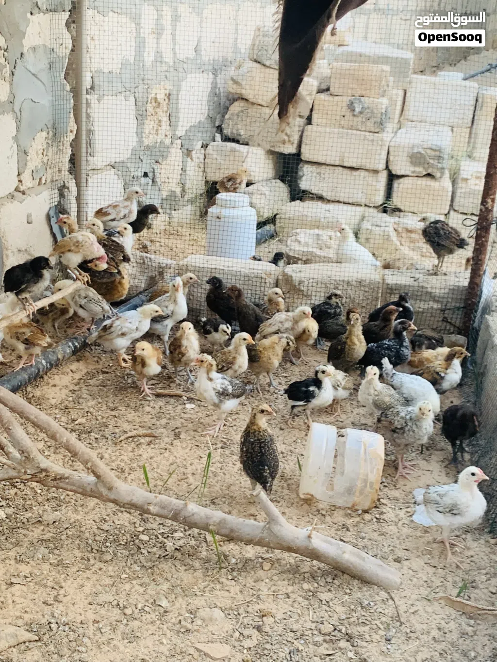 كتكوت عربي