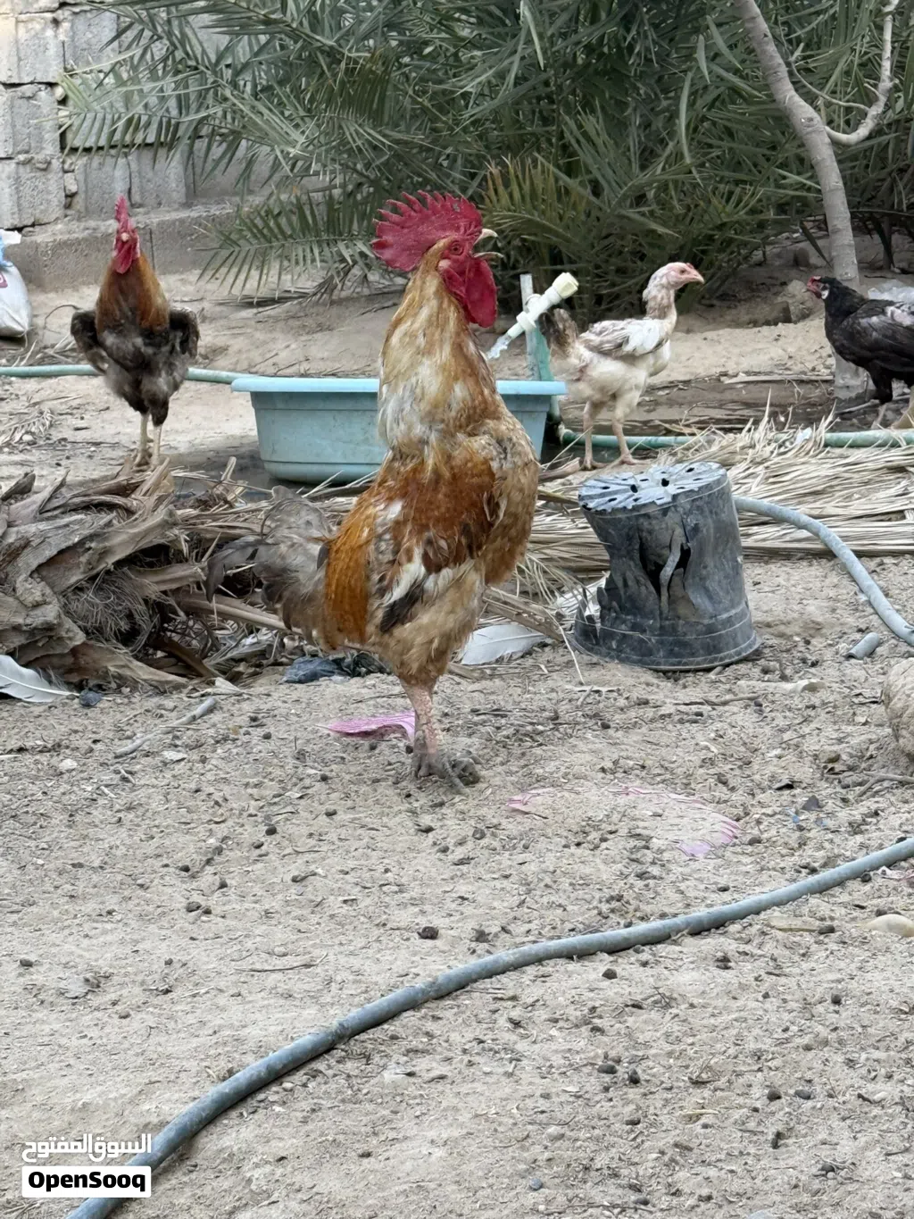 ديوجه كويتيه بيع مستعجل سعر مناسب