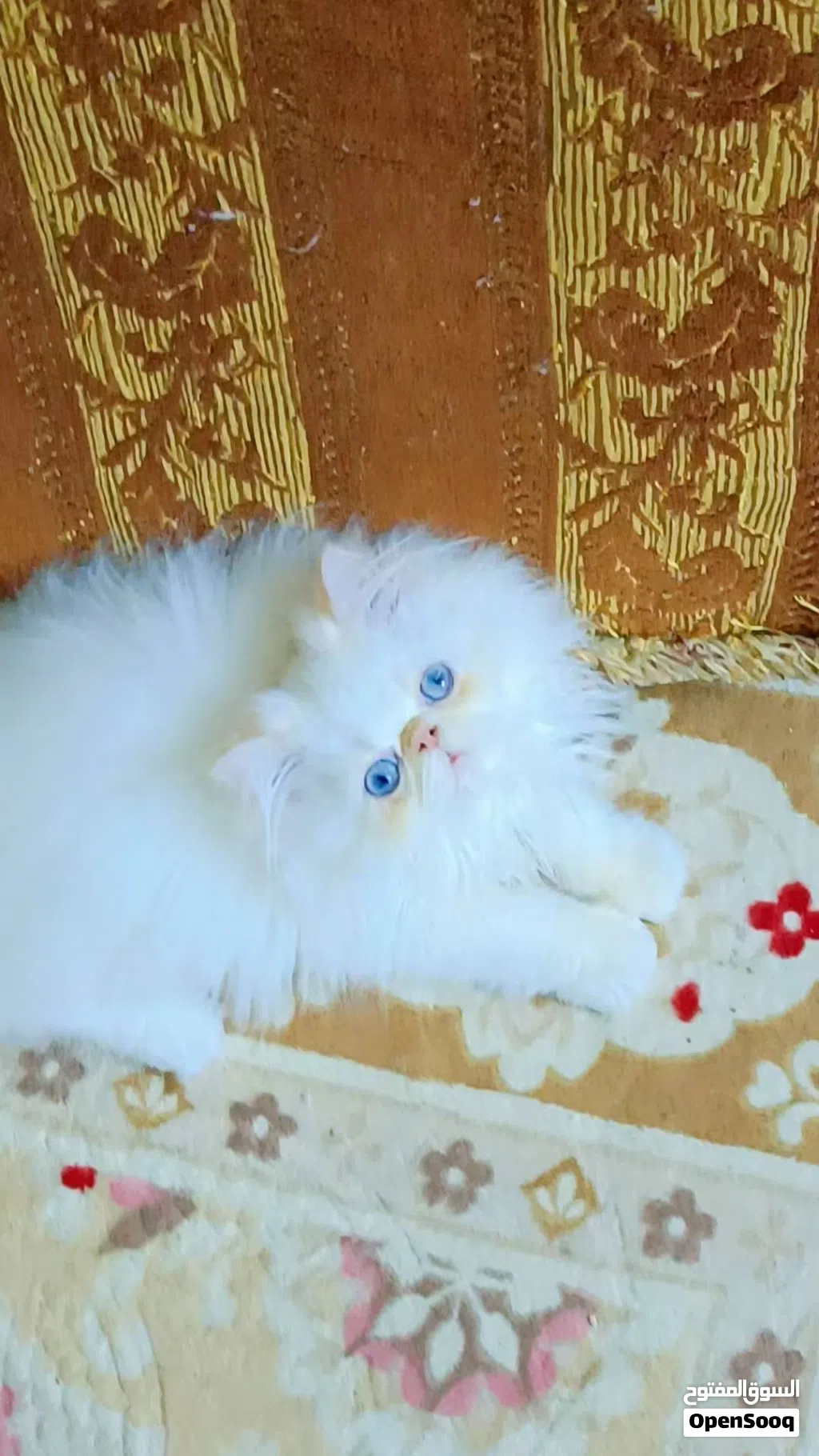 ذكر هيمالايا