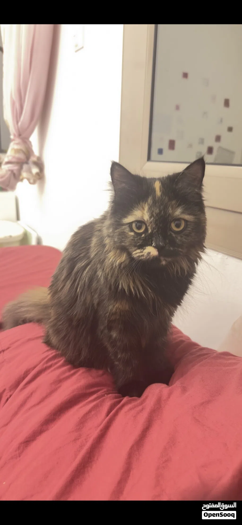 قطة لتبني المؤقت Temporary foster