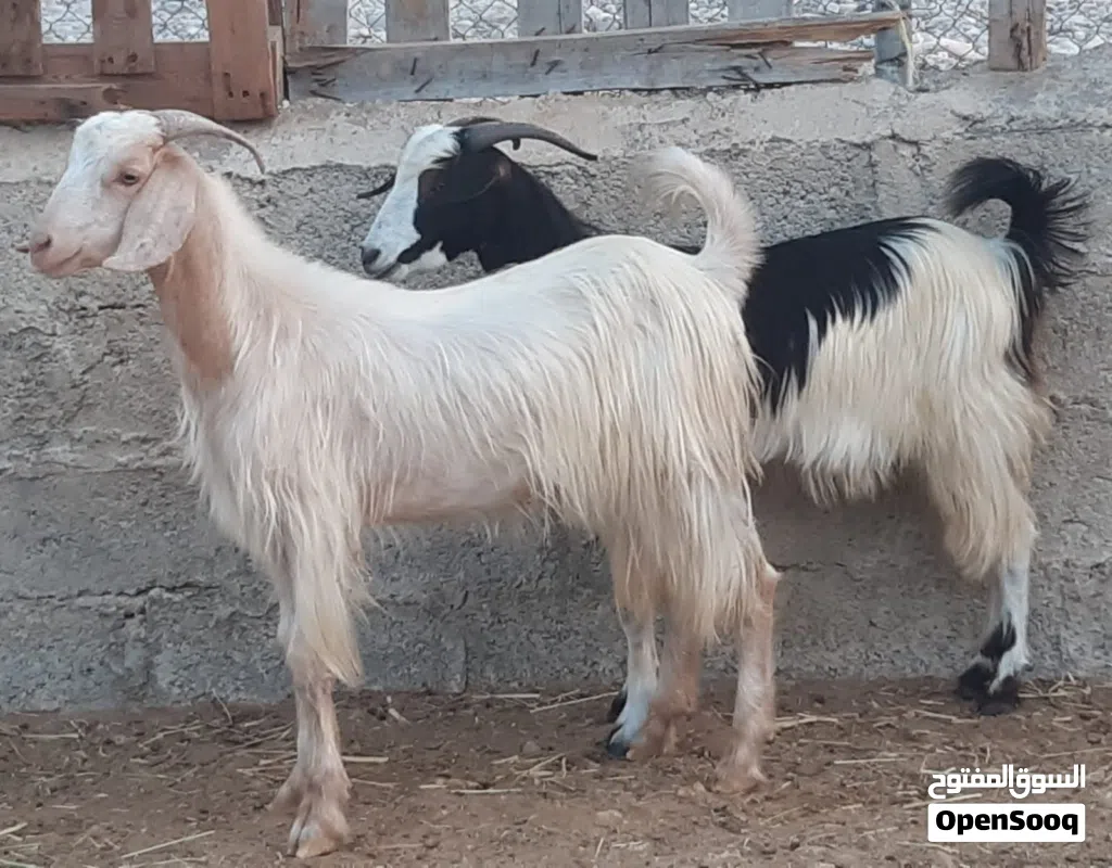 جداية مخصايات ماشاء الله