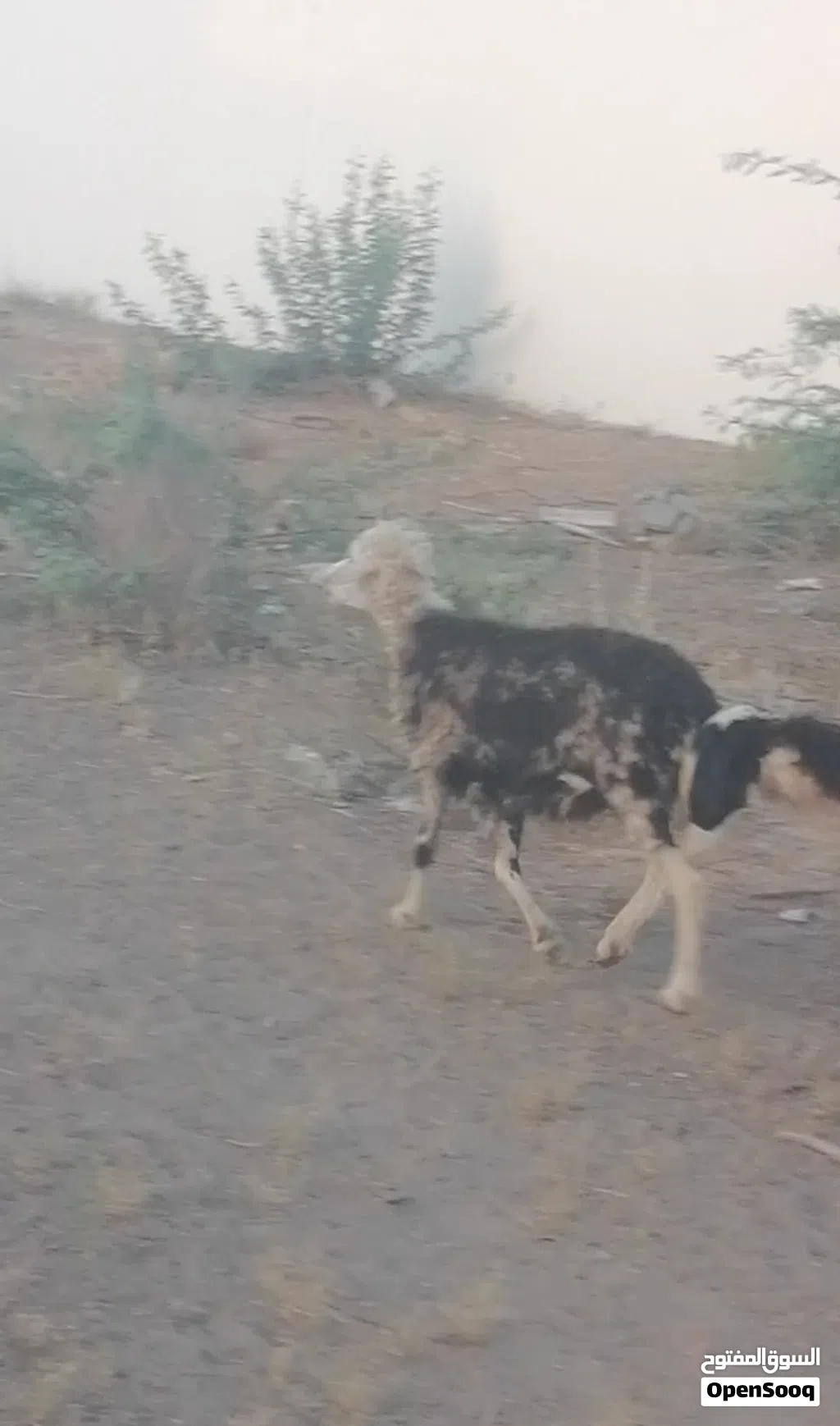 جاعده نجديه بكر