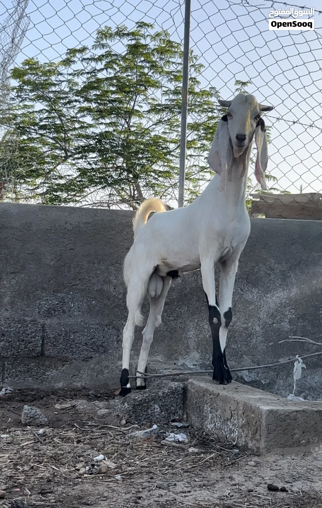 للبيع تيس باكستاني اصل مستوى ممتاز جدا